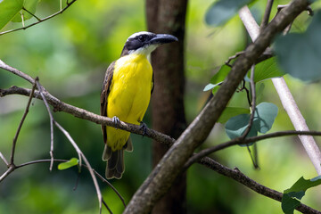 Fototapeta premium The Boat-billed Flycatcher also know as Neinei perched on the branches of a tree. Species Megarynchus pitangua. Animal world. Birdwatching. Flycatcher.