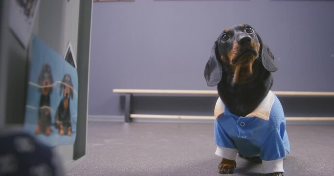Puzzled dachshund dog in school uniform sits on floor of locker room, looks carefully, looks for his shelf First-grader child moves in kindergarten, gym Student lost his clothes, looks stupid confused