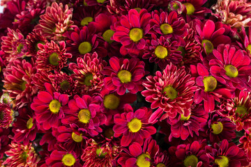 Cose up picture of flowers 