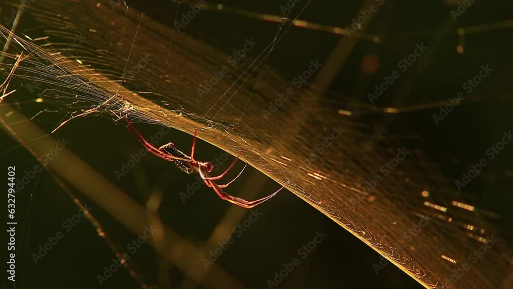 Poster cinematic footage of a spider sitting in its net upside down while the net moves in the wind