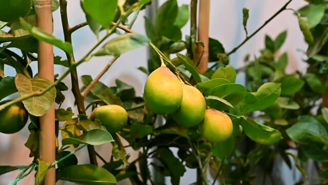 Emirati lemon tree is displayed during a food Festival in the United Arab Emirates.