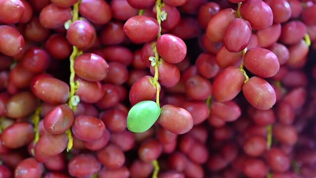 Fresh Emirati Dates displayed during the Dates Festival in the United Arab Emirates