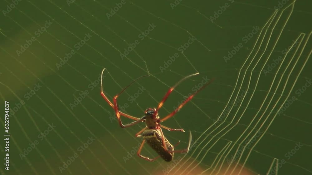 Poster cinematic footage of a spider building its net while walking from bottom to top