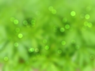 Fototapeta premium green grass background
