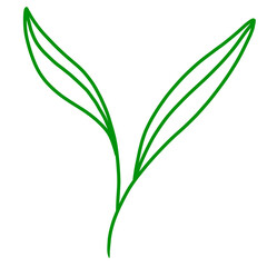 green plant isolated on white