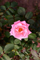Beautiful rose in the garden, close-up. Nature background