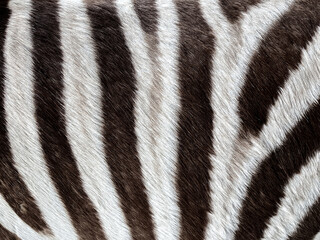 Fototapeta na wymiar Zebra fur pattern background. close up black and white zebra surface skin texture background.
