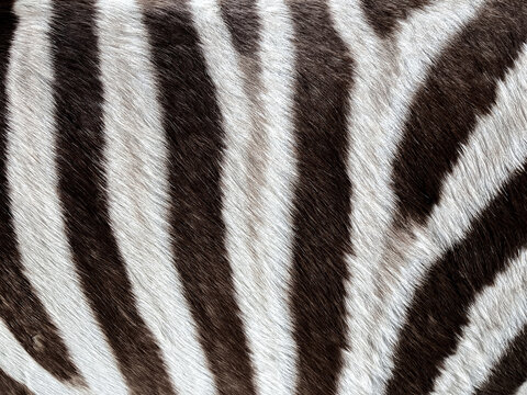 Zebra fur pattern background. close up black and white zebra surface skin texture background. © tete_escape