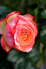 Beautiful rose in the garden, close-up. Nature background