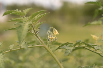 Tomato flower.