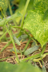 A small cucumber ripens in the garden.