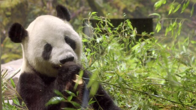 Giant panda bear eat bamboo branches at Ueno zoo park Japan iconic visit icon tour Japanese