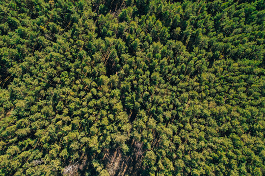 Aerial view of forest tree tops top view. Drone shot over spruce conifer treetops in summer spring autumn trees, nature background landscape Birds eye view use the drone in morning bright sunlight © anna.stasiia
