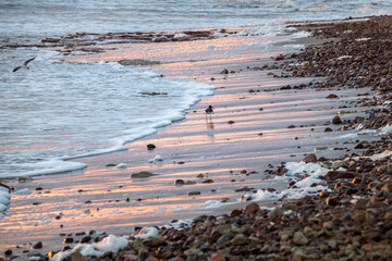 A small bird looking for food on a rocky beach during sunset