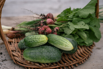 Harvest from the garden collected in a basket.
