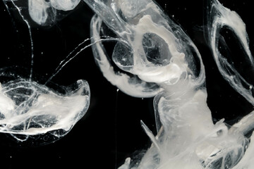 Abstract paint splash isolated on black background. Acrylic ink in water. selective focus.