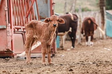 calf on ranch standing looking at the camera