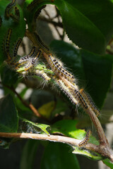 危険なチャドクガの幼虫