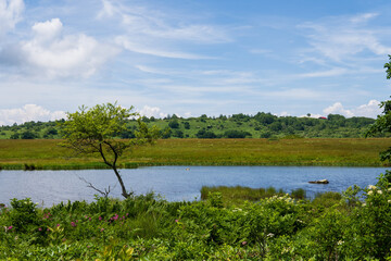 夏の花が咲く八島ヶ原湿原の水辺と青空のコピースペース／長野県霧ケ峰高原