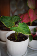 plant in a pot