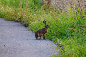le lièvre aux grandes oreilles © Ludovic