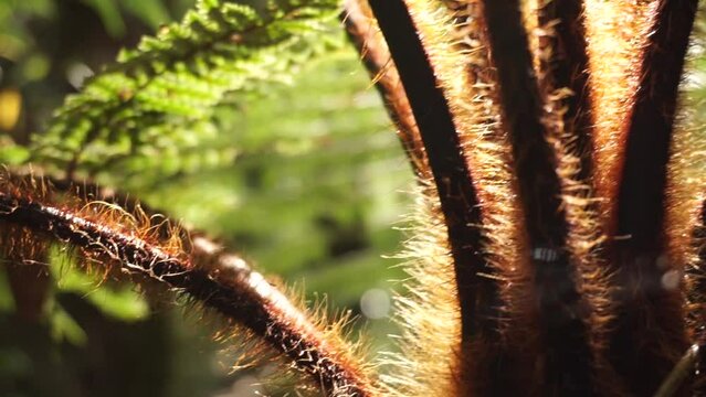 Variety of plants in the area of ​​Trounson Kauri Park in Northland, New Zealand.