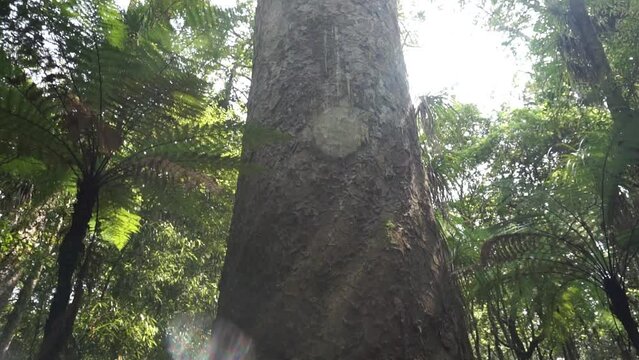 Giant tree inside trounson kauri park in New Zealand.