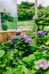 Hydrangea flower at Osulloc Green Tea Farm Scenery in summer.