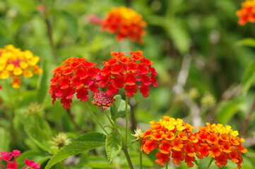 ランタナの花