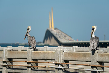 Pelican bird perching on railing in front of Sunshine Skyway Bridge over Tampa Bay in Florida with...