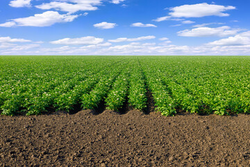 field of blooming potato and blue sky with clouds