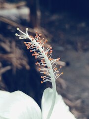 caterpillar on a flower