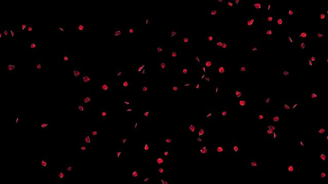 abstract Falling red rose petals seasonal confetti, blossom flying. Red rose petals fall floral background gorgeous rose petal greeting card Design. greeting cards March 8 and St. Valentine's Day.