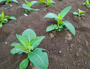 Tobacco plant growing in the field
