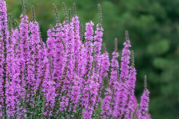 Willow-leaved derbennik, pink flower close-up, selective focus