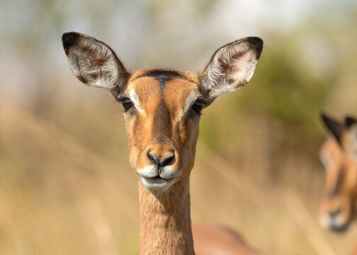 A female impala antelope looks intently and alertly at the photographer.