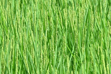 Fototapeta na wymiar Rice growing in paddy field. Agricultural background material.