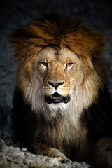 Obraz na płótnie Canvas Close up big male lion portrait