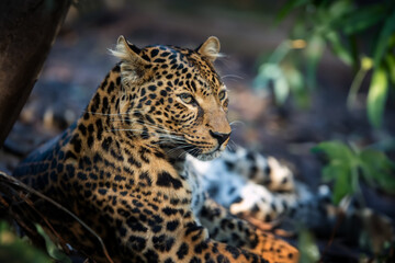 Fototapeta na wymiar Close young leopard portrait in jungle