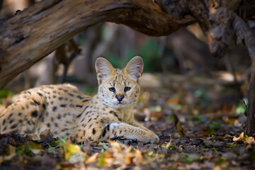 Close young serval cat (Felis serval) - 632821678