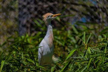 great blue heron ardea cinerea