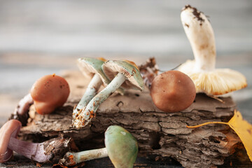 Autumn concept. Mushrooms on the tree bark podium.