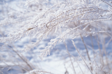 dawn on a snow-covered field amid grass. Snow and frost on the plants. Ice grass. Ice tale. Beautiful winter background with branches covered with hoarfrost. The plants are covered with frost.