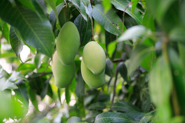 Fresh of unripe green mango fruit on the mango tree. Natural and organic high vitamin fruit from nature. Mangifera Indica L. mango fruit
