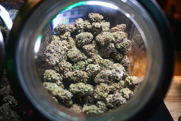 medical marijuana dispensary concept. Marijuana dried buds macro photo. Detail of cannabis buds...