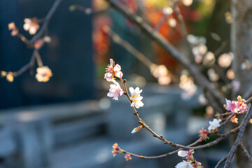 blossom in spring