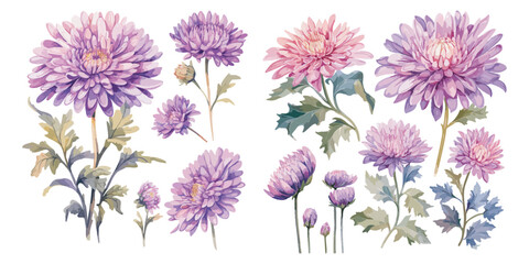 watercolor aster flower clipart for graphic resources