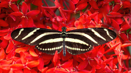 Zebra Longwing dorsal view. Pacific Science Center's Butterfly House, Seattle, WA.