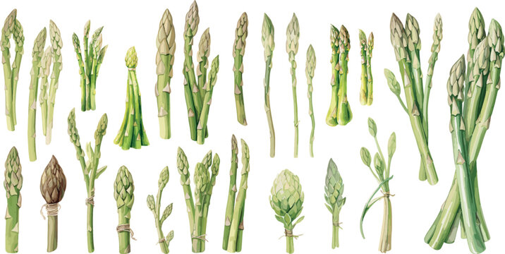 watercolor asparagus clipart for graphic resources