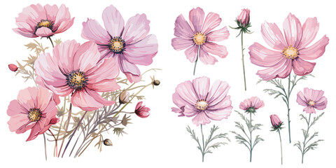 watercolor cosmos flower clipart for graphic resources © Dgillustration12u